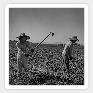 Japanese Women Farm Workers Oregon 1940s Sticker